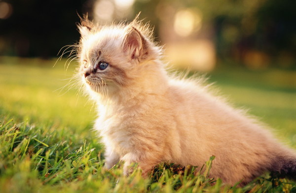 Little Persian cat HD picture
