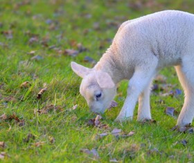 Little sheep eat grass HD picture