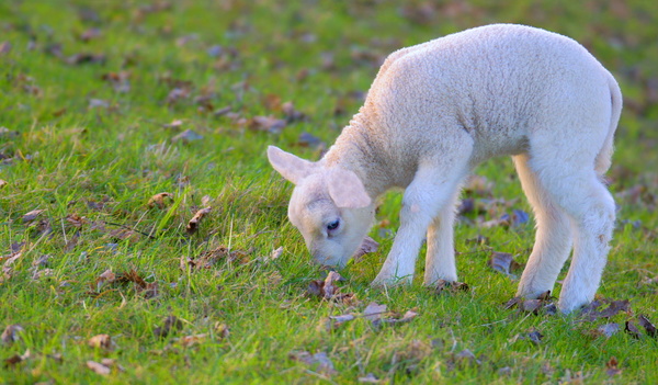 Little sheep eat grass HD picture