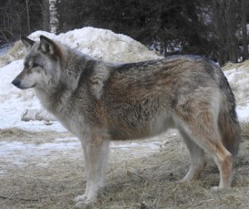 Looking at the distant gray wolf HD picture