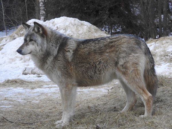 Looking at the distant gray wolf HD picture
