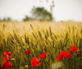 Mature wheat field Stock Photo