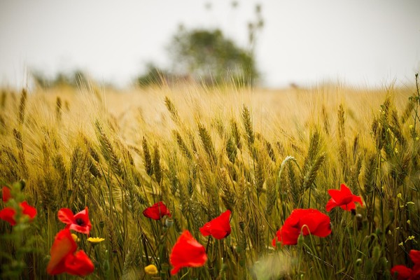 Mature wheat field Stock Photo