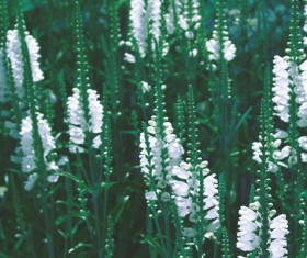 Meadow flowers Stock Photo