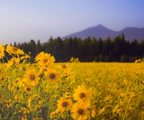 Meadow full of yellow flowers Stock Photo