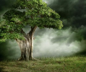 Mysterious forest Stock Photo 04