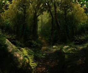 Mysterious forest Stock Photo 05