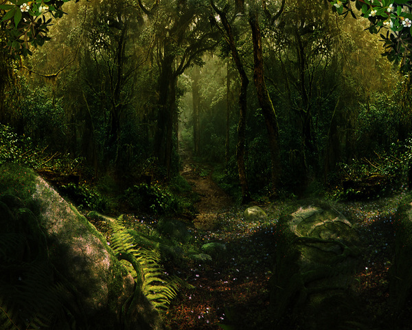 Mysterious forest Stock Photo 05