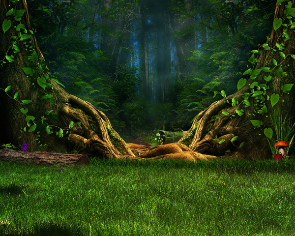 Mysterious forest Stock Photo 06