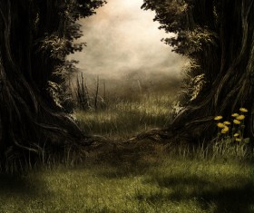 Mysterious forest Stock Photo 08