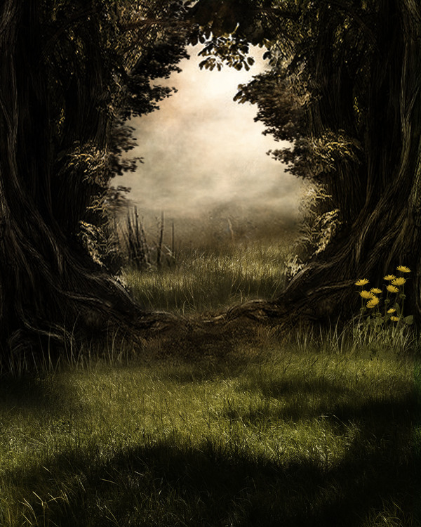 Mysterious forest Stock Photo 08