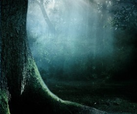 Mysterious forest Stock Photo 10