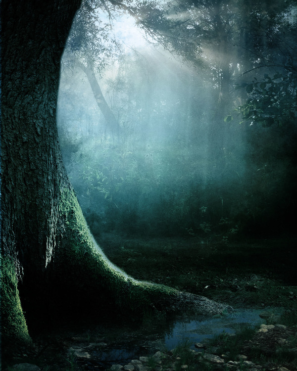 Mysterious forest Stock Photo 10