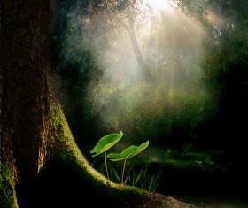 Mysterious forest Stock Photo 11
