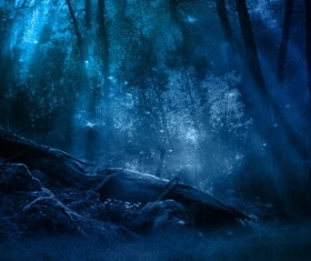 Mysterious forest Stock Photo 12