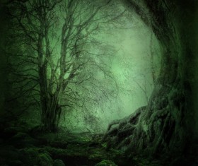 Mysterious forest Stock Photo 13