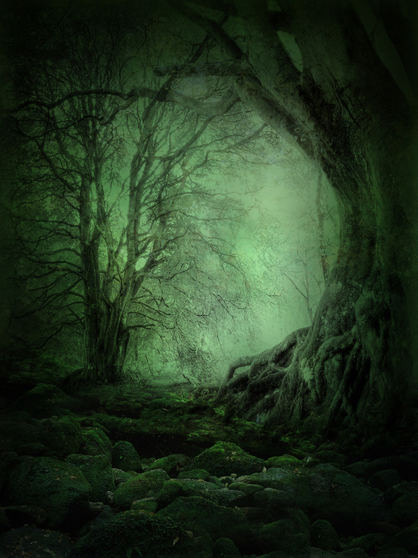 Mysterious forest Stock Photo 13
