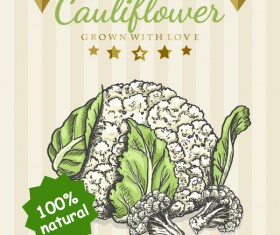 Natural cauliflower poster vector