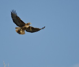 Nesting the eagle Stock Photo