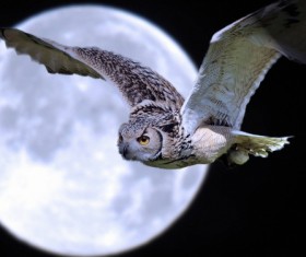 Night flying owl Stock Photo