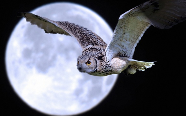 Night flying owl Stock Photo