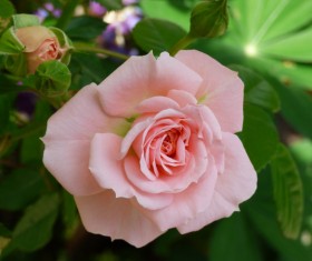 Pale pink roses blooming HD picture