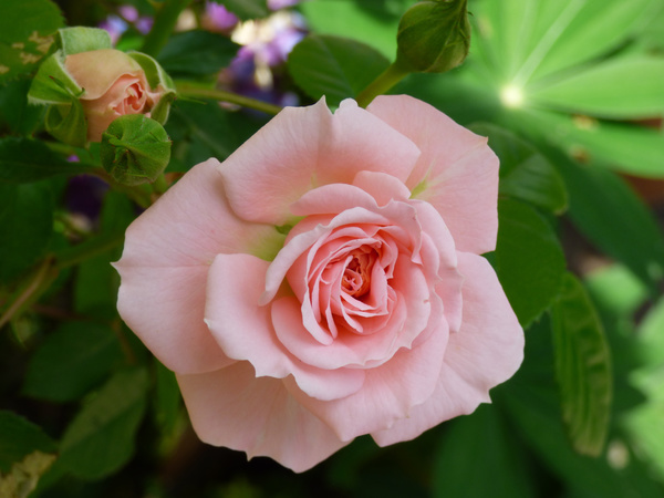 Pale pink roses blooming HD picture