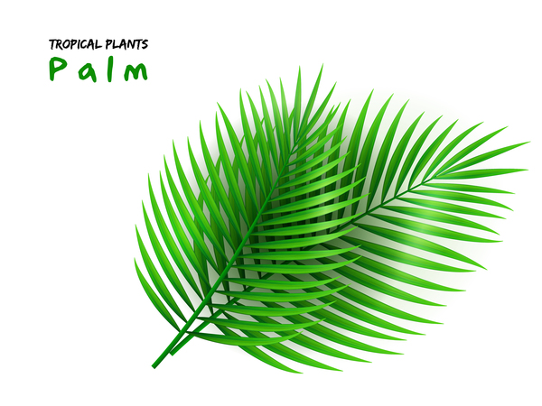 Palm leaves vector illustration