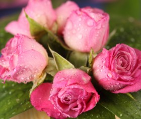 Pink beautiful roses HD picture