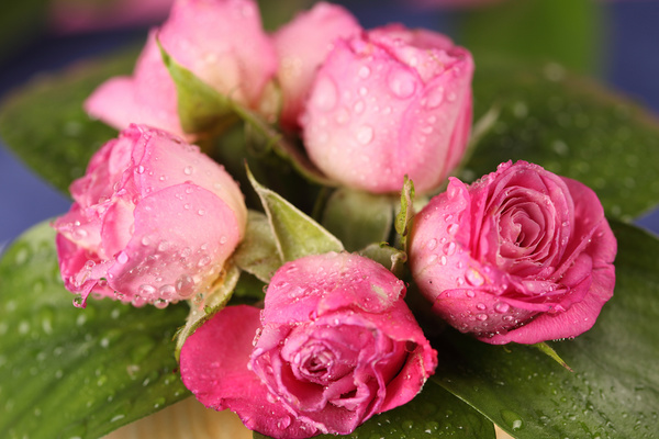 Pink beautiful roses HD picture