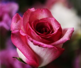 Pink roses blooming HD picture