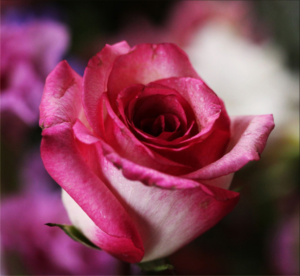Pink roses blooming HD picture