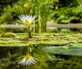 Pond plants Stock Photo