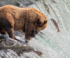 Predation Grizzlies Stock Photo