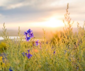 Purple flower in the grass Stock Photo