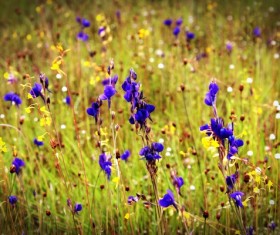 Purple wildflowers Stock Photo