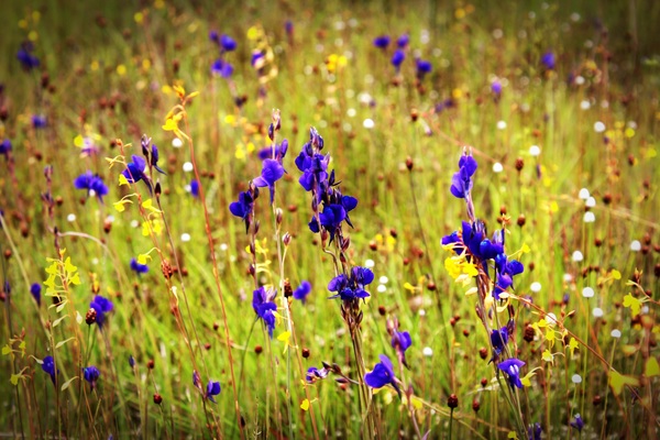 Purple wildflowers Stock Photo