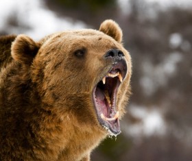 Roar of the bears Stock Photo