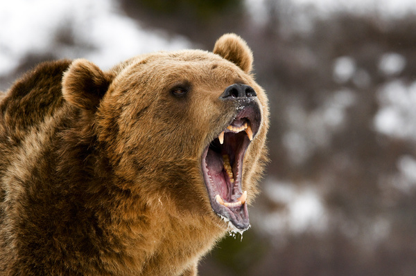 Roar of the bears Stock Photo