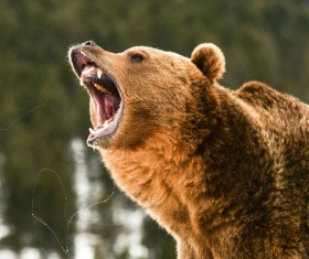 Roaring the Grizzlies Stock Photo