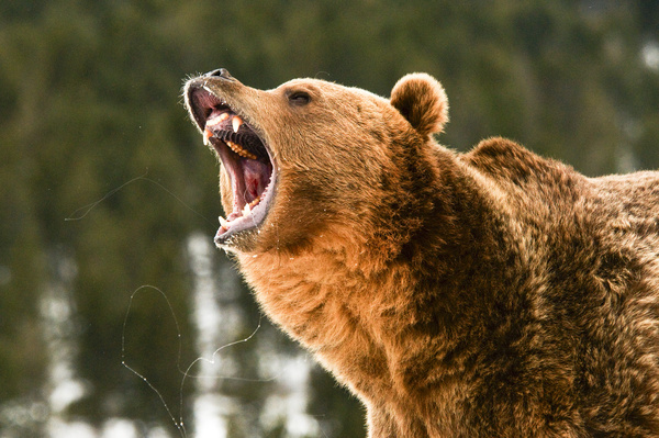 Roaring the Grizzlies Stock Photo