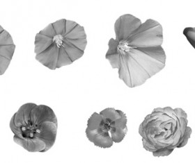 Scattering Flower Photoshop Brushes