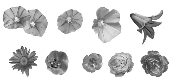 Scattering Flower Photoshop Brushes