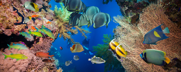 Shuttle fish in coral reefs Stock Photo