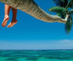 Sitting in the coconut tree to rest HD picture