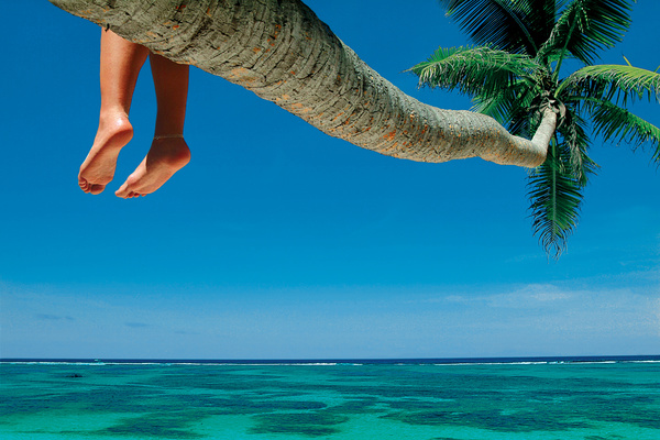 Sitting in the coconut tree to rest HD picture