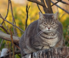 Sleepy eyes of the cat Stock Photo