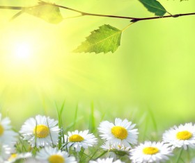 Small flowers and green branches Stock Photo