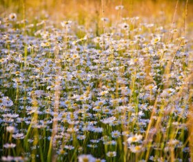 Small flowers on the meadow Stock Photo