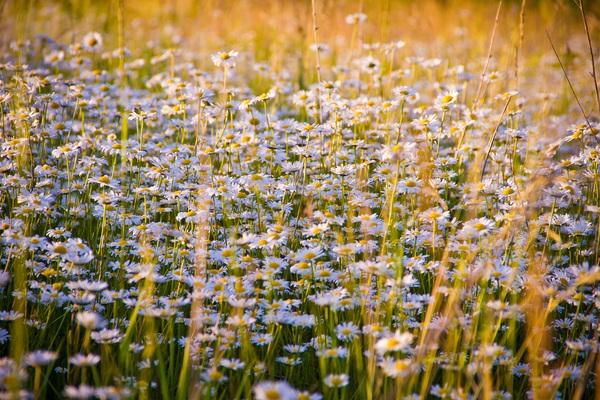 Small flowers on the meadow Stock Photo